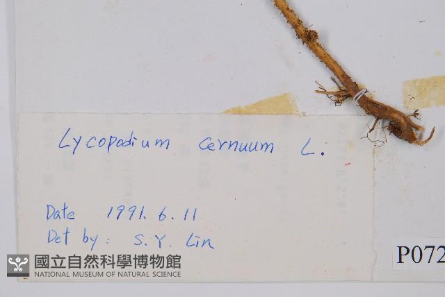 Staghorn clubmoss Collection Image, Figure 2, Total 2 Figures