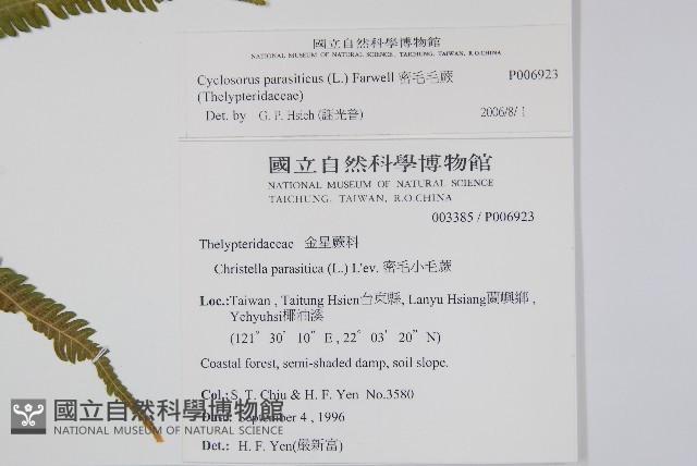 密毛毛蕨藏品圖，第2張