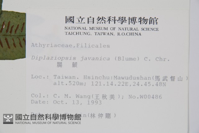 腸蕨藏品圖，第2張