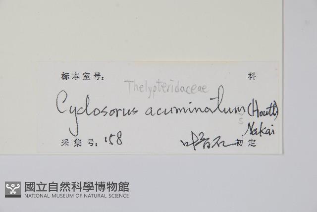 毛蕨藏品圖，第2張