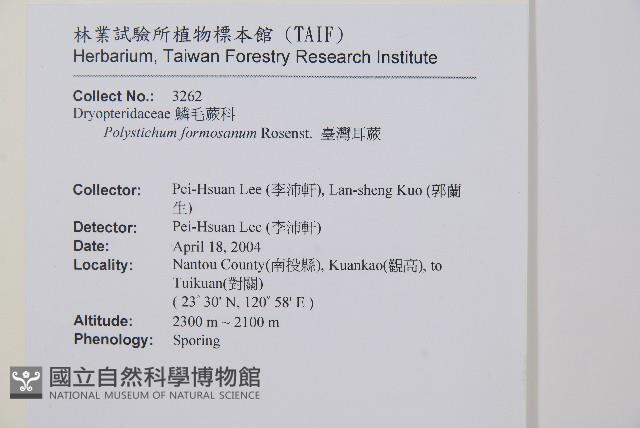對生耳蕨藏品圖，第2張