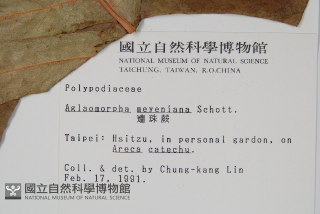 連珠蕨藏品圖，第2張