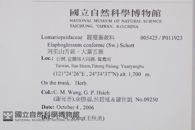 阿里山舌蕨、大葉舌蕨藏品圖，第2張