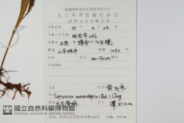 黃瓦葦藏品圖，第2張