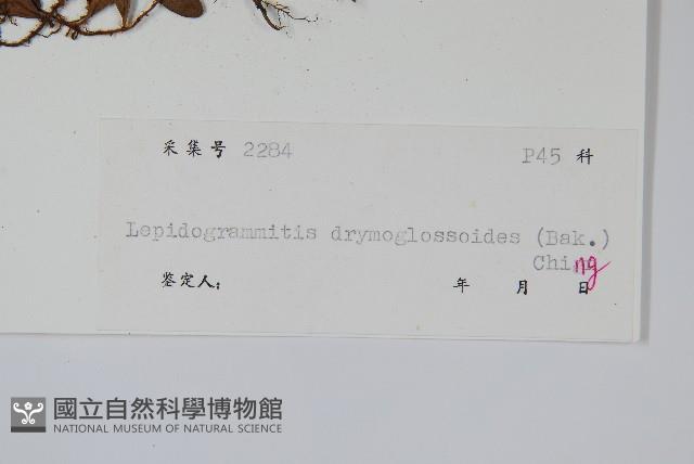 抱石蓮藏品圖，第2張