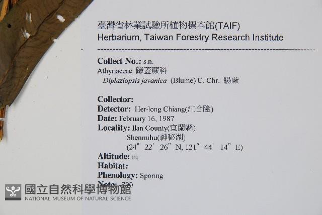 腸蕨藏品圖，第1張