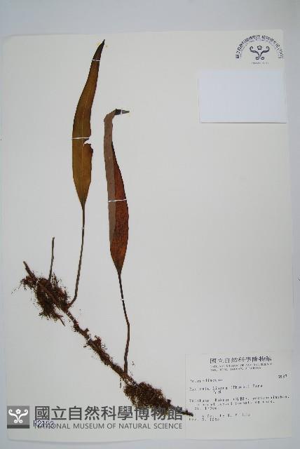 石葦藏品圖，第1張