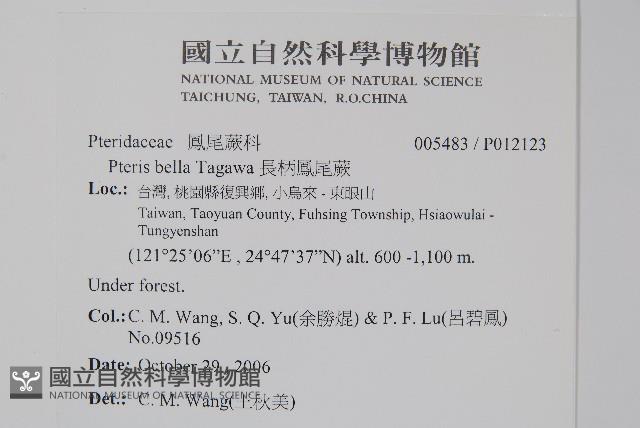 長柄鳳尾蕨藏品圖，第2張