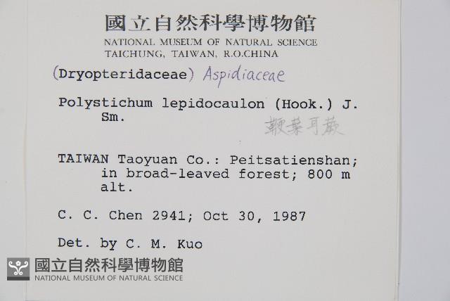 鞭葉耳蕨藏品圖，第2張