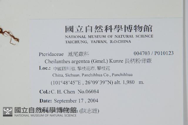 長柄粉背蕨藏品圖，第2張