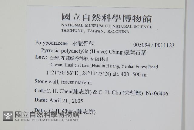 槭葉石葦藏品圖，第2張