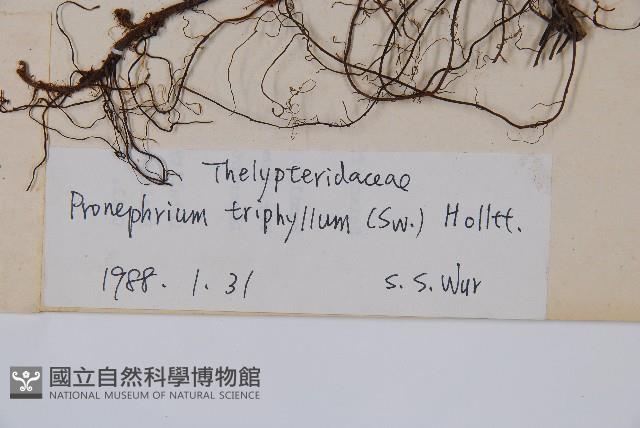 新月蕨藏品圖，第2張