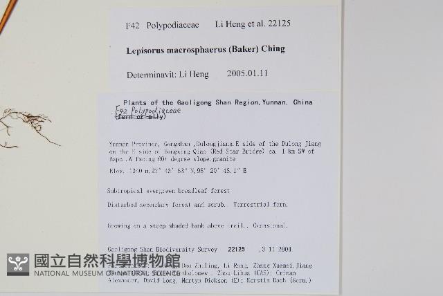 大瓦葦藏品圖，第2張