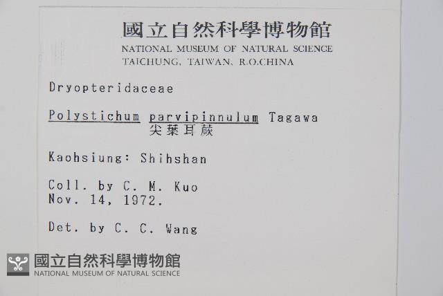 尖葉耳蕨藏品圖，第2張