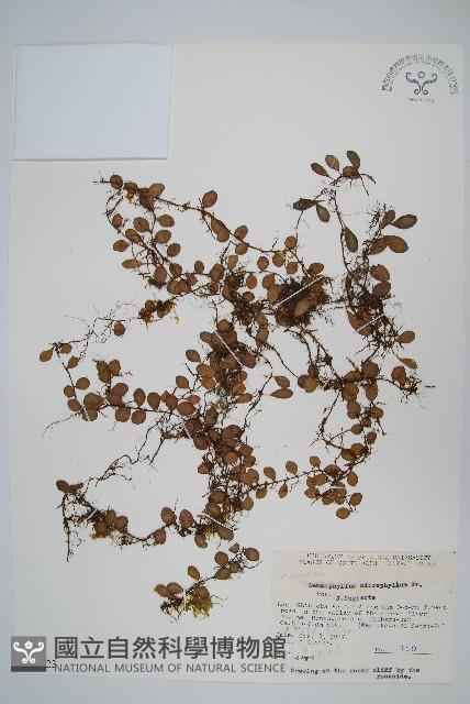 抱樹蕨、伏石蕨藏品圖，第1張