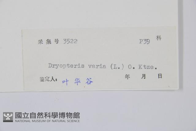 南海鱗毛蕨藏品圖，第2張