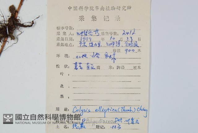 橢圓線蕨藏品圖，第2張