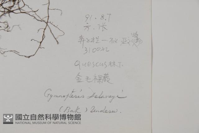 滇西金毛裸蕨藏品圖，第2張