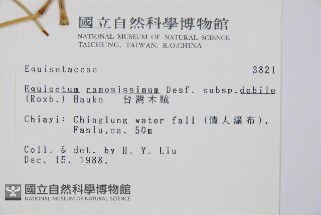 臺灣木賊藏品圖，第2張