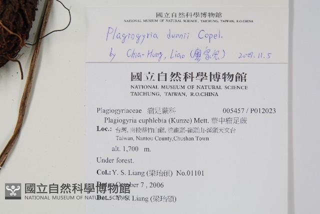倒葉瘤足蕨藏品圖，第2張