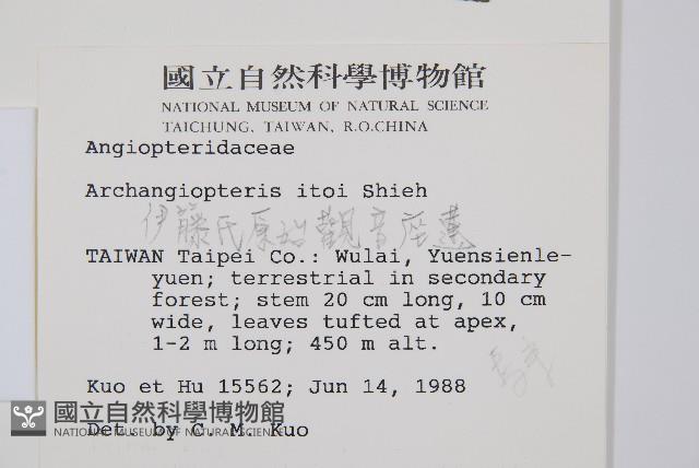 伊藤氏原始觀音座蓮藏品圖，第2張