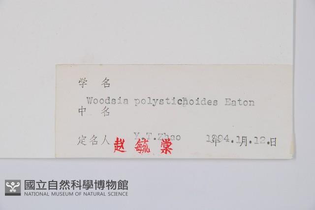 岩蕨藏品圖，第2張