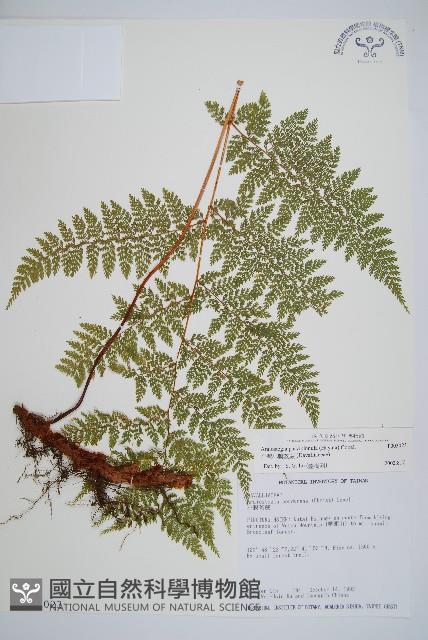 台灣小膜蓋蕨藏品圖，第1張