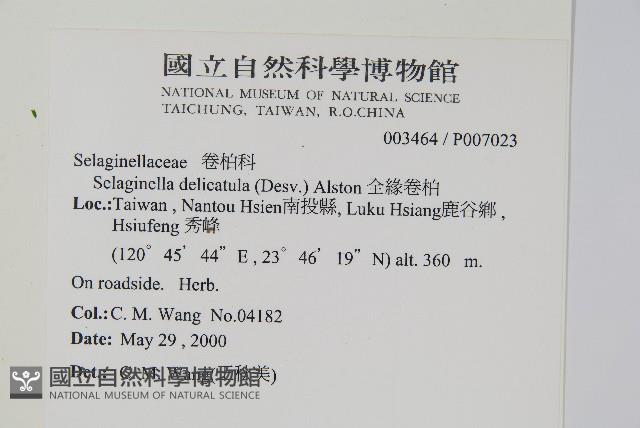 全緣卷柏藏品圖，第2張