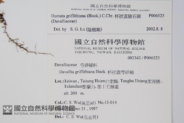 杯狀蓋陰石蕨藏品圖，第2張