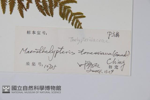 普通針毛蕨藏品圖，第2張