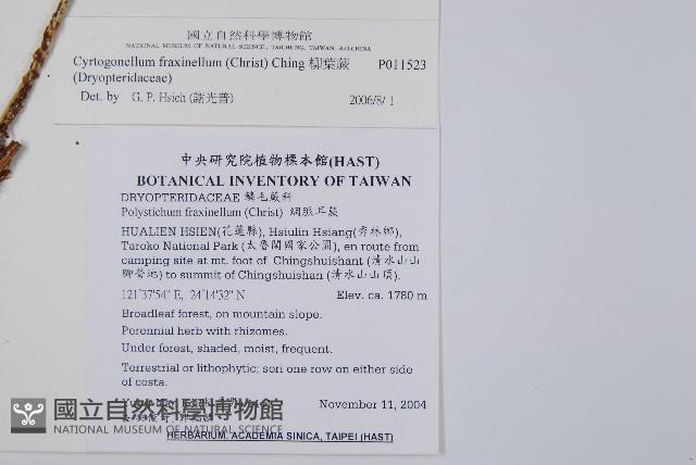 網脈耳蕨、柳葉蕨藏品圖，第2張