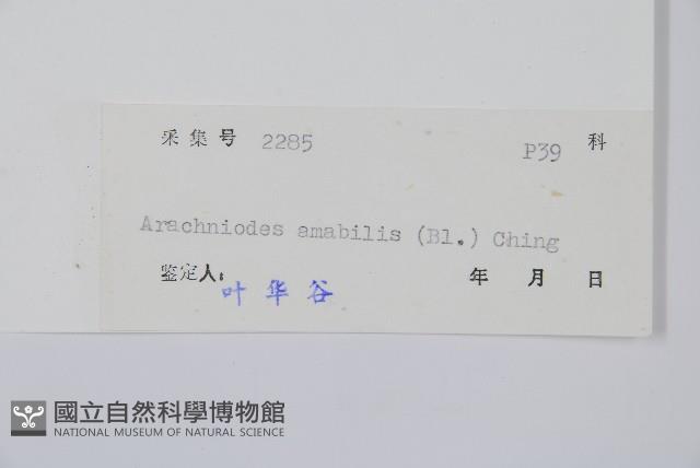 屋久複葉耳蕨藏品圖，第2張