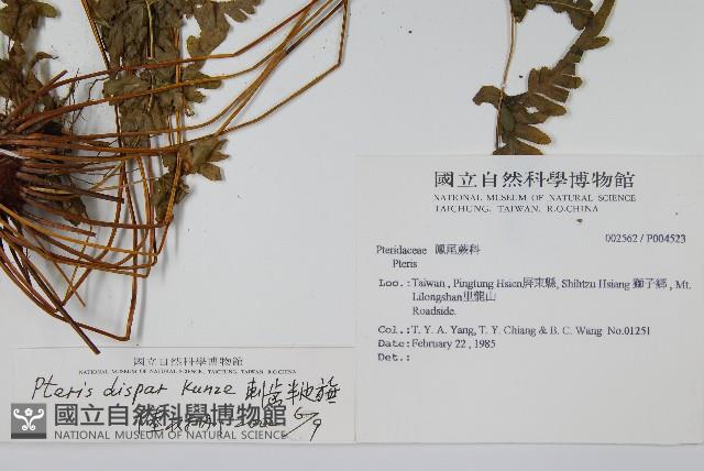 天草鳳尾蕨藏品圖，第2張