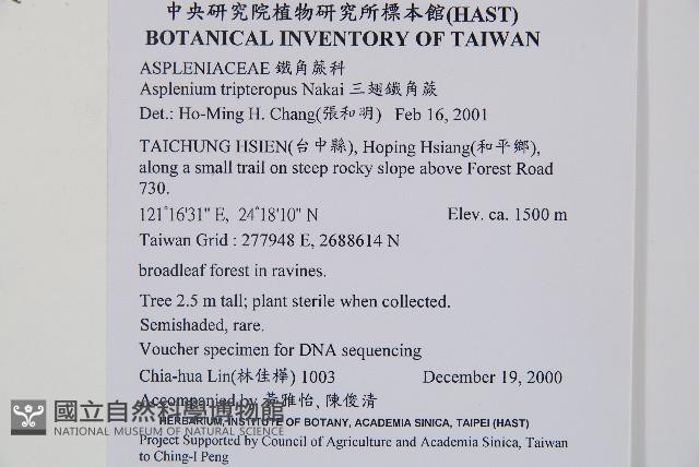 鐵角蕨藏品圖，第2張