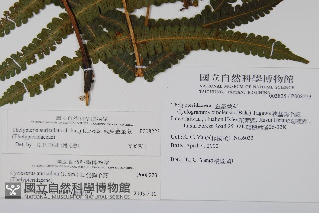 截葉金星蕨藏品圖，第2張