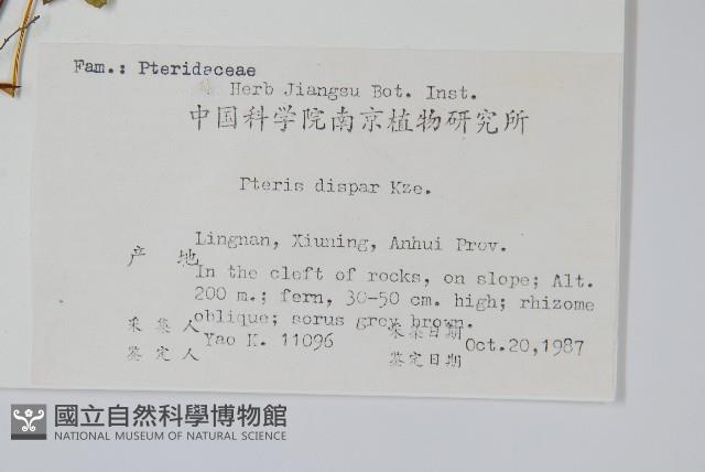 天草鳳尾蕨藏品圖，第2張