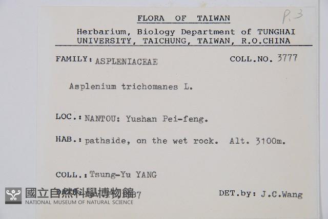 鐵角蕨藏品圖，第2張