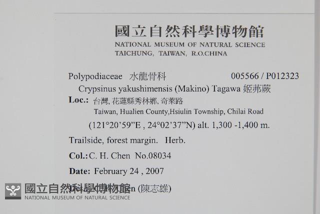 姬茀蕨藏品圖，第2張