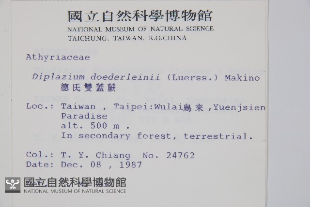 德氏雙蓋蕨藏品圖，第2張