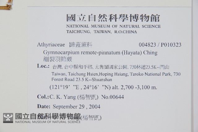 細裂羽節蕨藏品圖，第5張