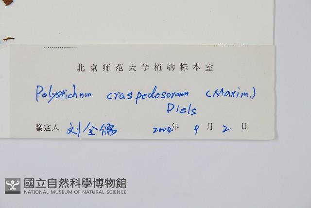 鞭葉耳蕨藏品圖，第2張