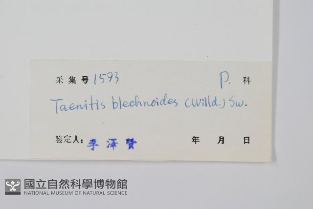 竹葉蕨藏品圖，第2張