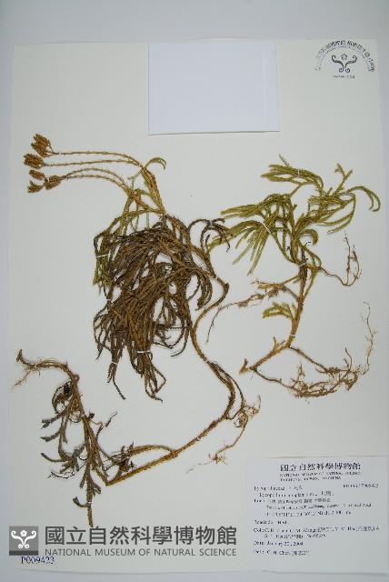 地刷子藏品圖，第1張