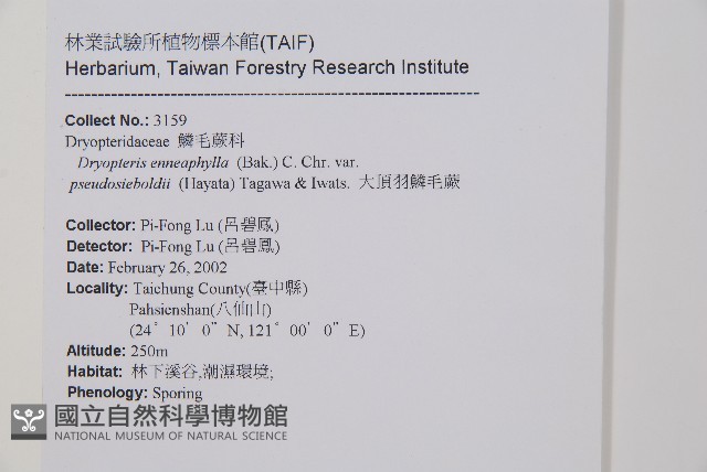 大頂羽鱗毛蕨藏品圖，第2張