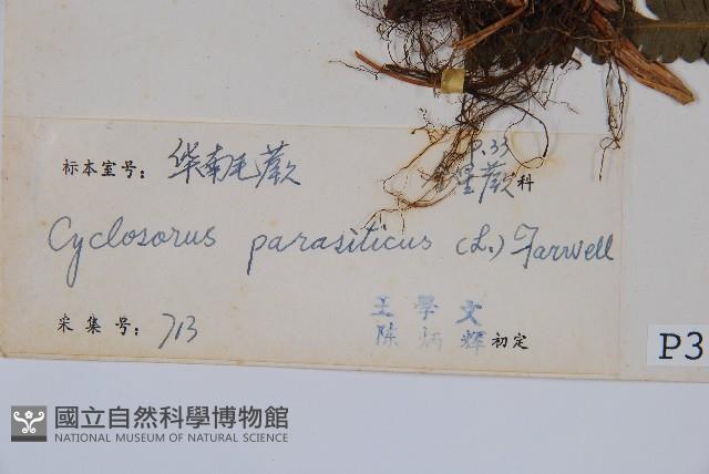 密毛毛蕨藏品圖，第2張