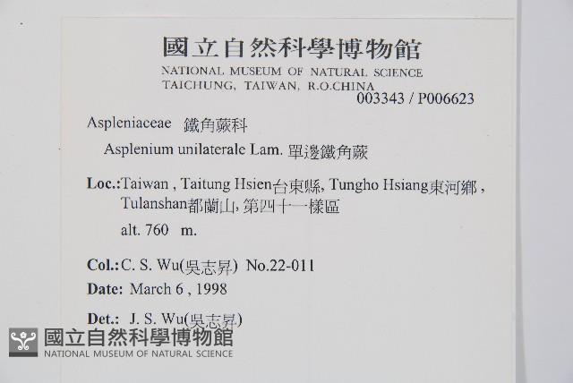 單邊鐵角蕨藏品圖，第2張