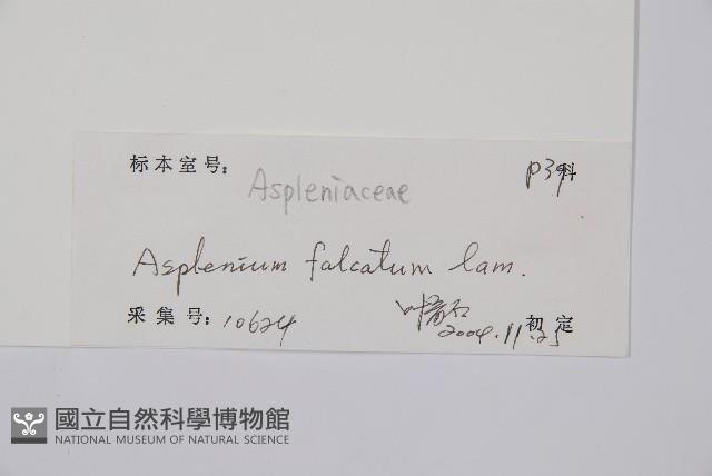 鐮葉鐵角蕨藏品圖，第2張