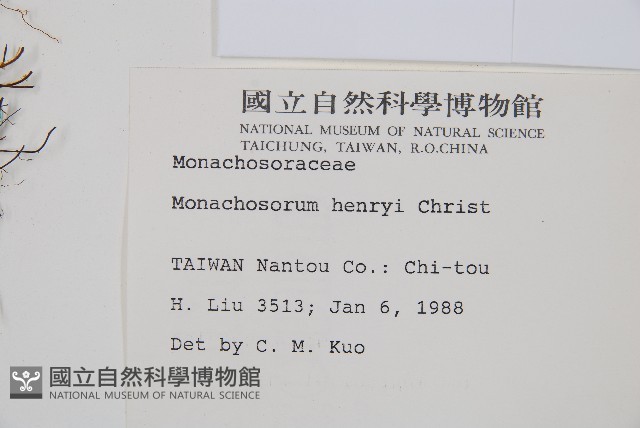 稀子蕨藏品圖，第2張