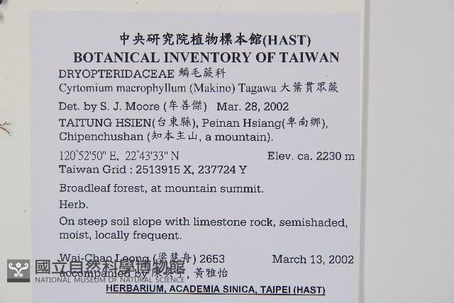 大葉貫眾蕨藏品圖，第2張