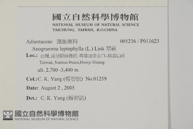 翠蕨藏品圖，第2張